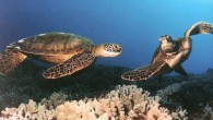 Hawaiian Sea Turtles Still Threatened Honolulu, HI (USA) – 11 May 2012 – The Conservation Council for Hawai‘i is closely monitoring a petition to the National Oceanic and Atmospheric Administration (NOAA) by the Association Hawaiian Civic Clubs to remove honu (Hawaiian sea turtles) from the...