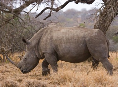 travelindex-hotels-travel-directory-1253