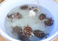Turtle Release at Skye Beach Club Phuket