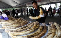 Thailand Tightens Legislation on Ivory Trade