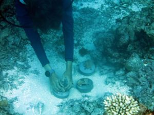 Coral Regeneration Underway at Outrigger Maldives